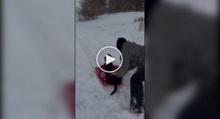 Собаки, которые обожают снег