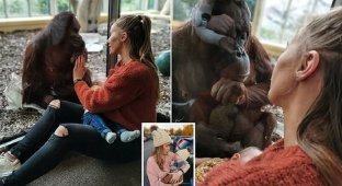 Молодая мать и самка орангутана поняли друг друга (13 фото + 1 видео)