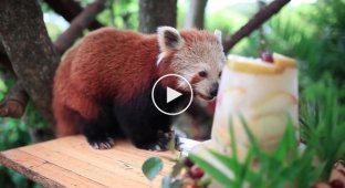 Красная панда с размахом отпраздновала своё 16-летие
