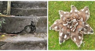 Фокусы перспективы: 20 фотографий-головоломок, которые заставят вас пересмотреть реальность (21 фото)