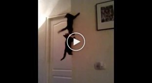 Два котенка лазят по стенам