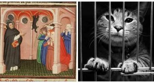 Why the Catholic Church harbored an aversion to cats (8 photos)