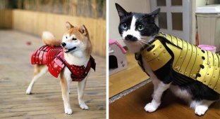 Одна компания из Японии создает самурайскую броню для кошек и собак (8 фото)