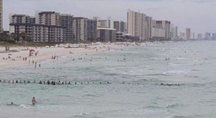 Отдыхающие на пляже выстроились в живую цепь, чтобы спасти утопающих (2 фото + видео)