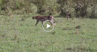 Антилопа защитила своего детеныша от гепарда