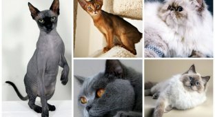 Самые популярные породы кошек в России по версии "Авито" (12 фото)