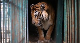 В зоопарке Хельсинки скончался единственный в мире травоядный тигр (1 фото)