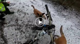Dogs unexpectedly attack a cyclist