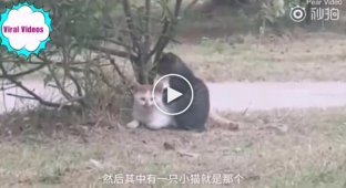 В Китае удалось запечатлеть потрясающе трогательный момент, в котором один котик делал массаж своему сородичу