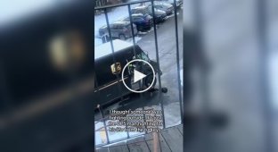 Курьер бегает от индюшек