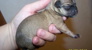 Новорожденные щенята (12 фото)