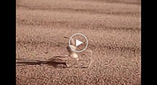 Как передвигается паук в пустыне