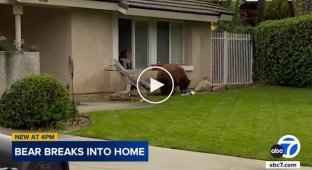 В Калифорнии медведь проник в дом и украл печенье