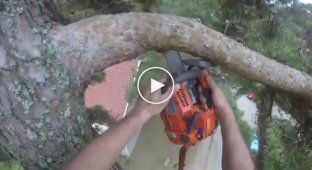 Lumberjacks showed how they cut down tall trees