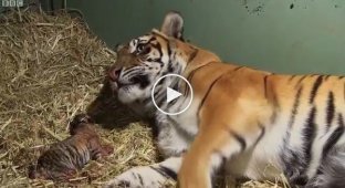 Ця тигриця щойно народила одного малюка. Раптом співробітники зоопарку завмерли від хвилювання.