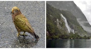 Milford Sound – the pride of the Maori and the pearl of New Zealand (11 photos + 1 video)