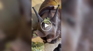 Как едят улитки