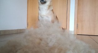The Shiba Inu dog got a haircut and decided to do a funny photo shoot