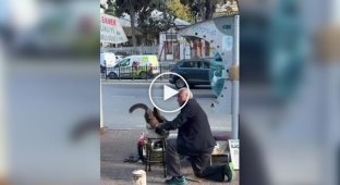 In Turkey, a cat comes to an elderly shoe shiner every morning.
