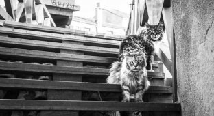 Прекрасные коты Венеции (12 фото)