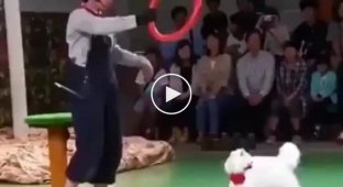 Funny and indecisive cat is preparing to jump through the hoop