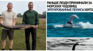 In Denmark, men accidentally discovered a whale's genitals and gave it to be frozen (3 photos)