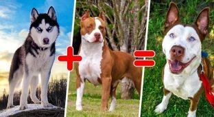 25 Most Unique Crossbreed Dogs (26 Photos)