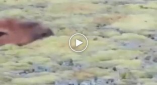 Как капибары перевозят своих детенышей через водоемы