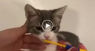 Kittens wash their faces - a funny video with lovers of taking a bath
