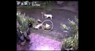 The cat attacked the dog pack, the kitten was saved by the youngster, fight