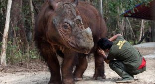 Фото редкого суматранского носорога (3 фото)