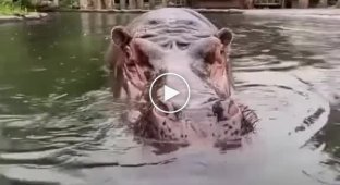Hippopotamus mouth and teeth check