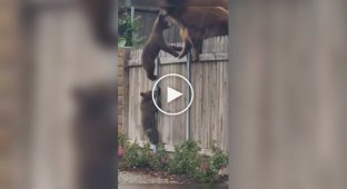 A she-bear rushes to the rescue