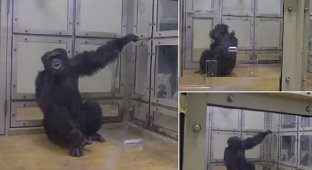 Шимпанзе удивили ученых своей музыкальностью (3 фото)
