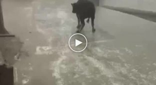 Gracefulness in everything. Cow on ice
