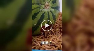 Mealworms and random food