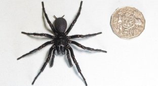 Deadly spider of record size found in Australia (2 photos + 1 video)