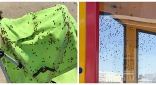 На Велику Британію обрушився рій сонечок (6 фото + 3 відео)