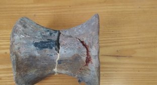 Dinosaur remains from the Mesozoic era found in Kyrgyzstan (3 photos)
