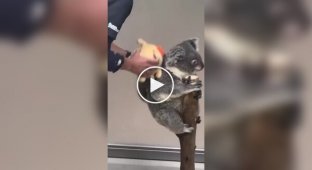 Как взвесить детеныша коалы без стресса