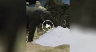 Слон уперше побачив сніг