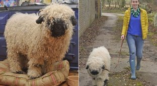 The story about the lamb Marley, who considers himself a dog (13 photos)