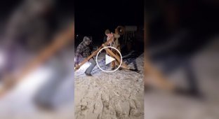 Рогатка дорослих