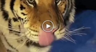 A tiger stumbled upon a camera trap