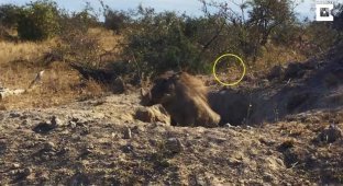 Хорошо замаскировавшемуся леопарду удалось добыть для себя детёныша бородавочника (5 фото + 1 видео)