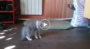 Котенок нападает на ротвейлера