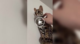 Очаровательная азиатская леопардовая кошка
