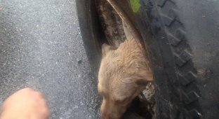 Как спасатели вытаскивали собаку, застрявшую головой в старом колесе (20 фото)