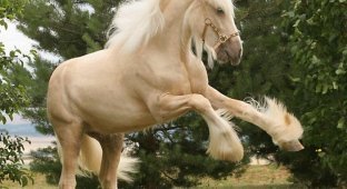 Необычные лошади (30 фото)