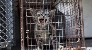 Шокирующая статья о приютах для животных в США (25 фото) (жесть)